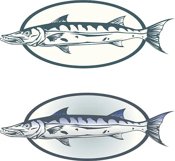 Vector illustration of Barracuda