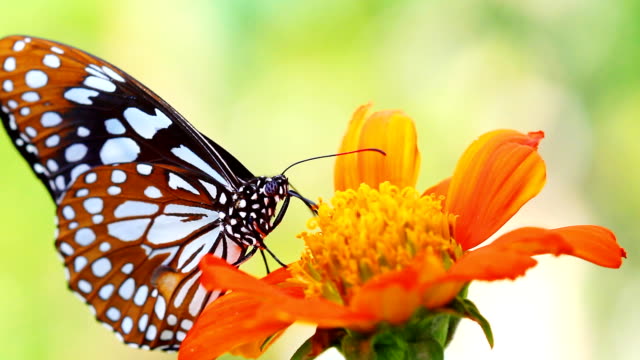 HD:Closeup beautiful butterfly.