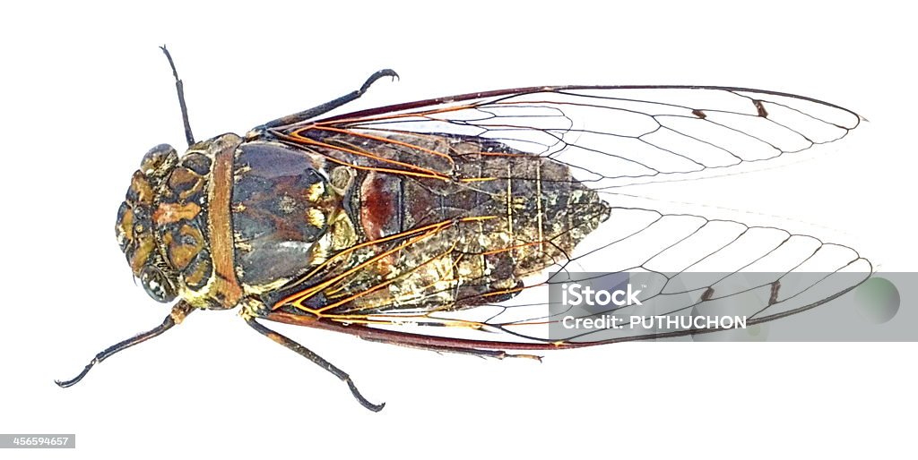 Cicala insetto di canzone - Foto stock royalty-free di Accessibilità