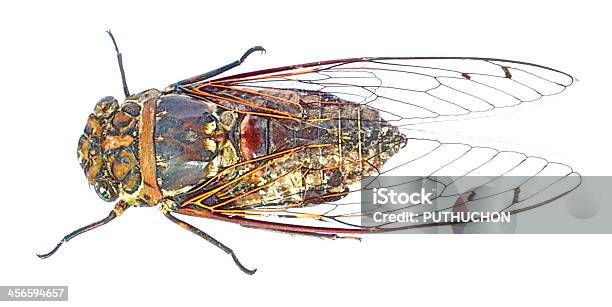 매미 곤충 노래 Cicadoidea에 대한 스톡 사진 및 기타 이미지 - Cicadoidea, 갈색, 곤충