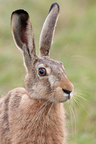 istock Portrait of a hare 456620069