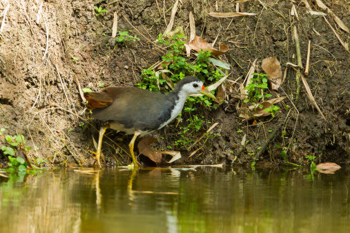 White-breasted Waterhen (Amaurornis phoenicurus) finding food in nature