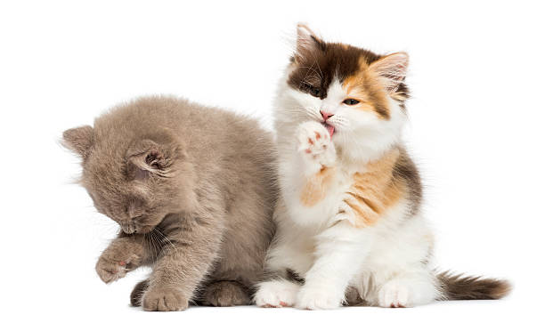 Higland straight and fold kittens sitting, having a wash
