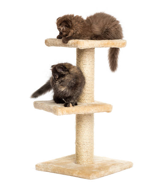 istock Highland fold kittens playing on a cat tree, isolated 456626709