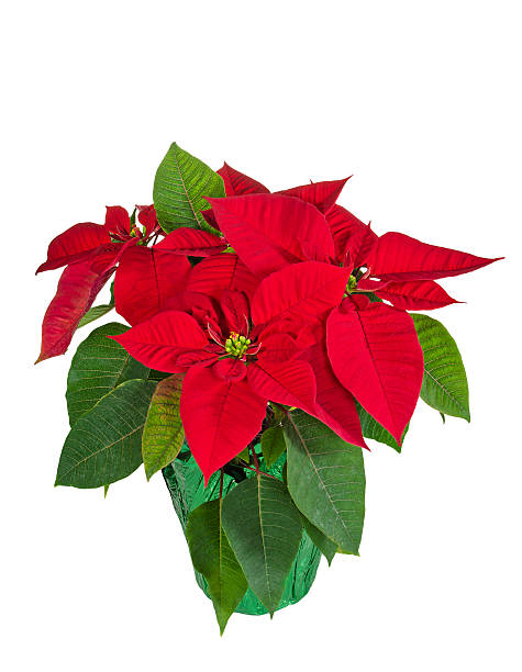 istock Red poinsettia in a flower pot 456626955