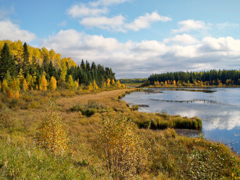 Northern marsh surrounded by trees in autumn colors.