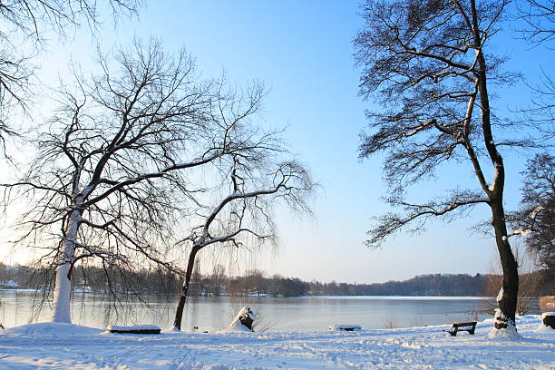 Winter tree, Hamburg, Germany stock photo