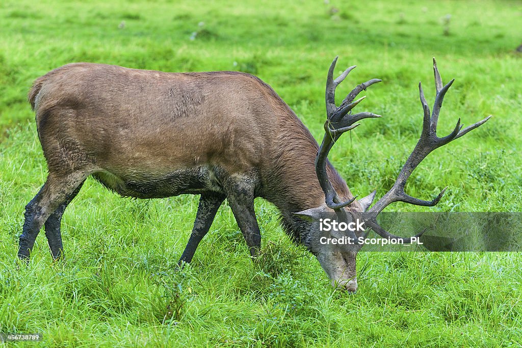 The Red Deer-Cervus elaphus. - Royalty-free Animais caçando Foto de stock
