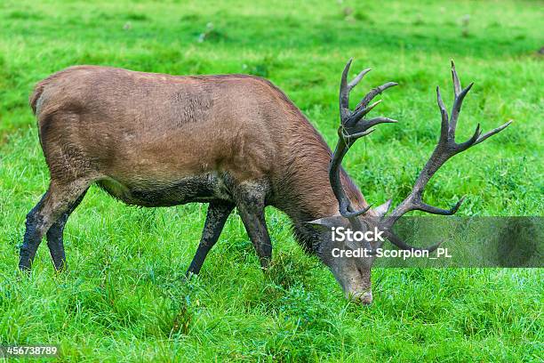 The Red Deercervus Elaphus - Fotografias de stock e mais imagens de Animais caçando - Animais caçando, Animal, Animal macho