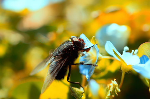 Close up photo of a black fly, resting on a blue flower