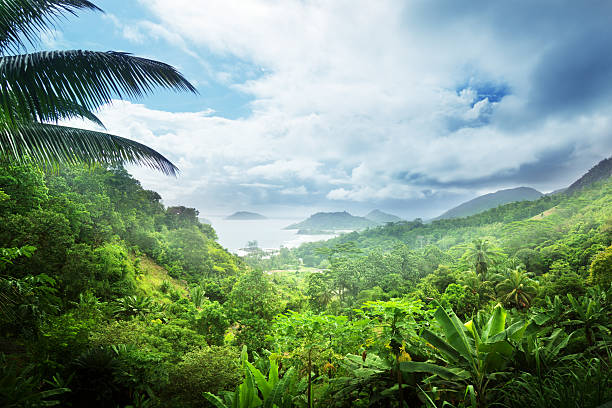 jungle de l'île des seychelles - forêt tropicale humide photos et images de collection