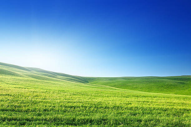 istock field of spring grass and sunny day 456742845