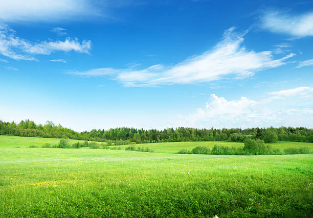 istock field of grass and perfect sky 456747673