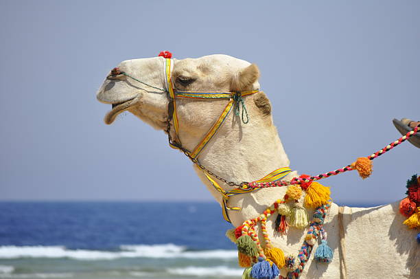 istock image of camel face profile with decoration. 456749281