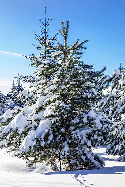 istock Christmas Winter Trees and Blue Sky 456749923