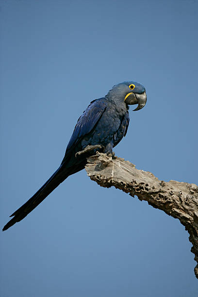 istock Hyacinth macaw, Anodorhynchus hyacinthinus 456749959