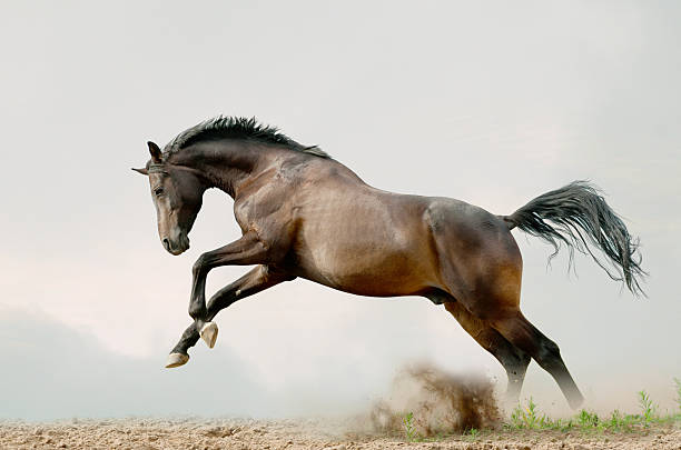 ベイスタリオンは - trakehner horse ストックフォトと画像