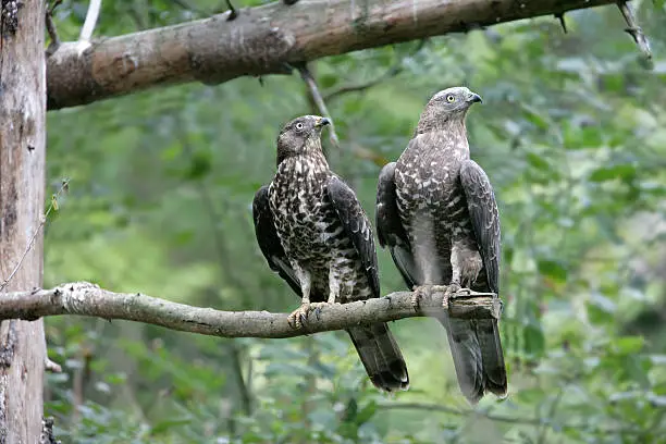 Honey buzzard, Pernis apivorus, two birds on a  branch, Germany