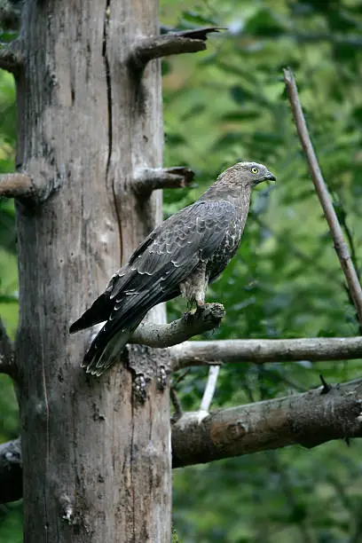 Honey buzzard, Pernis apivorus, single bird on branch, Germany