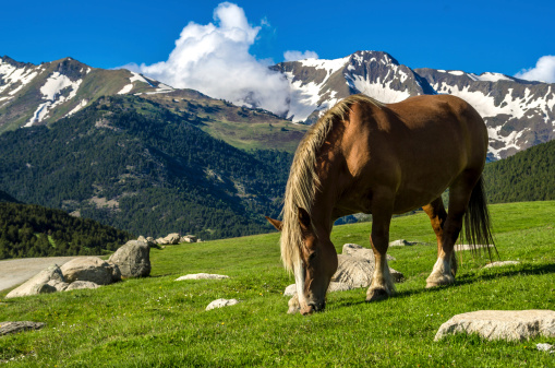 Horses in the evening light of the hilly landscape of the Croatian Coastal Mountains in early summer.