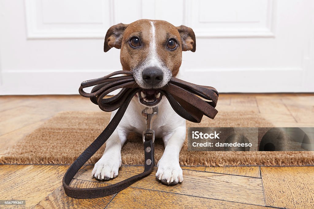 dog leather leash dog with leather leash waiting to go walkies Dog Stock Photo