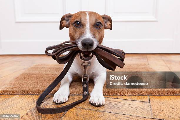 Dog Leather Leash Stock Photo - Download Image Now - Dog, Pet Leash, Pet Collar