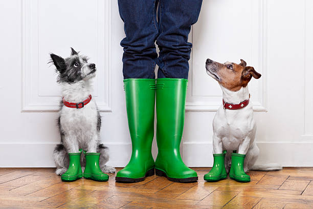 two dogs and owner two terrier dogs waiting to go walkies in the rain at the front door at home rubber boot stock pictures, royalty-free photos & images