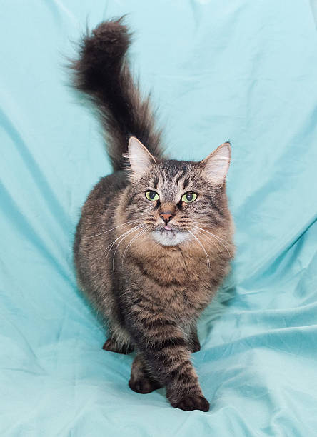 istock Fluffy Siberian cat worth sticking his tongue out 456852273