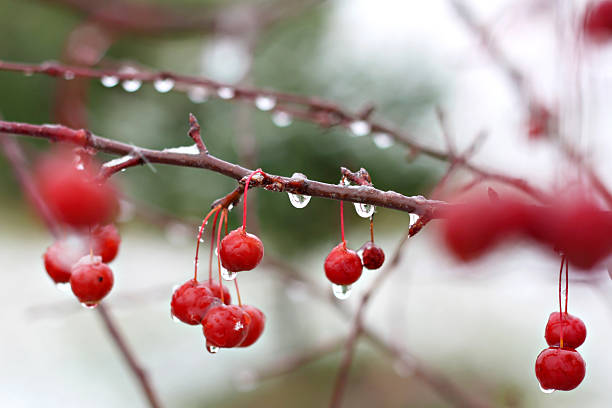 зимние crabapple дерево - diagnal стоковые фото и изображения