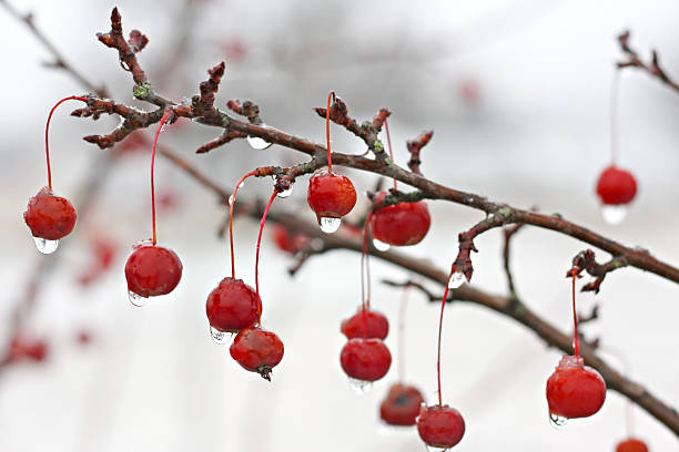 зимние crabapple дерево ветвь покрыты льдом - diagnal стоковые фото и изображения