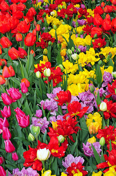 istock Colorful spring tulip garden 456854215