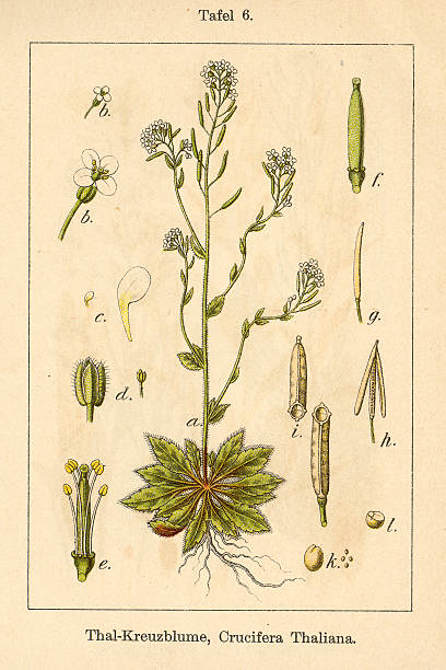 istock Botanic FiA v06 t06 Crucifera thaliana 456859417