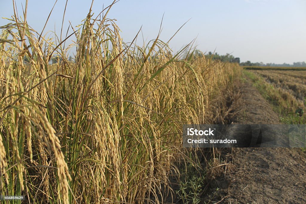 Solsona Rice Field Rice Field Stock Photo - Download Image Now - Agricultural Field ...