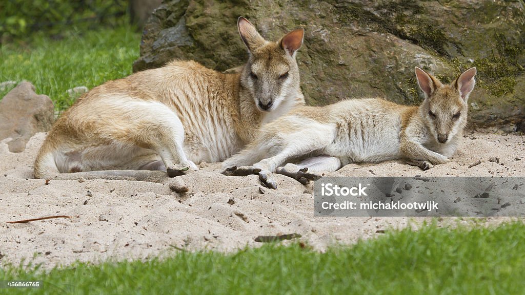 Two kangaroos resting Two kangaroos resting in the sand (Holland) Animal Stock Photo