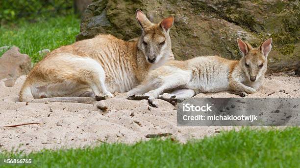 Two Kangaroos Resting Stock Photo - Download Image Now - Animal, Australia, Close-up