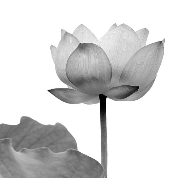 istock Lotus flower black and white 456866885