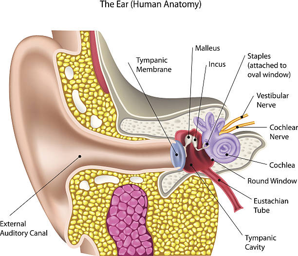 ilustrações de stock, clip art, desenhos animados e ícones de anatomia do ouvido (humana) - eustachian tube