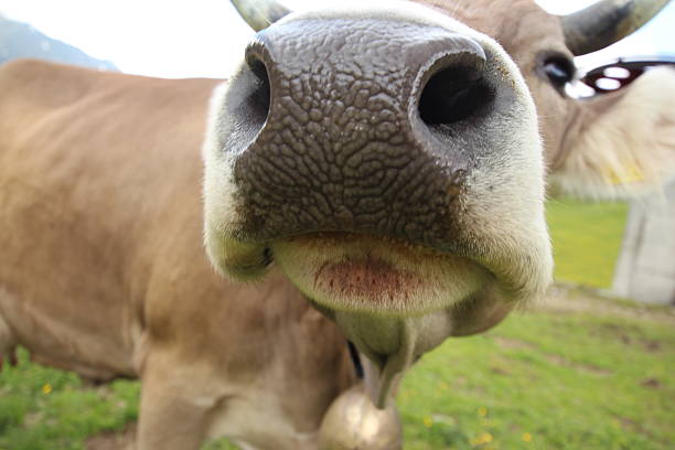 istock Snout of a curious cow 456871979