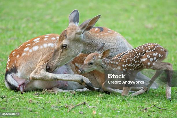 Hind Mit Neugeborenen Rehkitz Stockfoto und mehr Bilder von Sikahirsch - Sikahirsch, Weibliches Tier, Fotografie