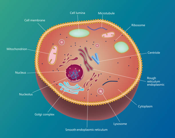 Cell Gradient and transparent effect used. human cell nucleus stock illustrations