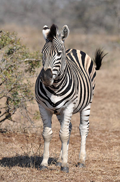 istock Burchell's Zebra in Africa 456882875