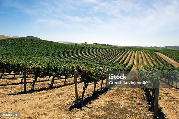 Weinberge Stockfoto und mehr Bilder von Kalifornien - Kalifornien, Weingut, Agrarbetrieb