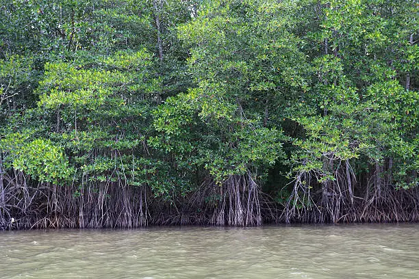 Mangrove Thailand