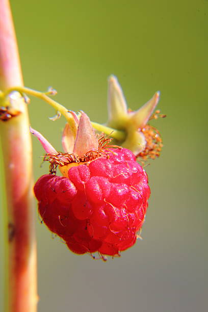 himbeeren.  berry. - berry fruit refreshment rural scene vertical stock-fotos und bilder