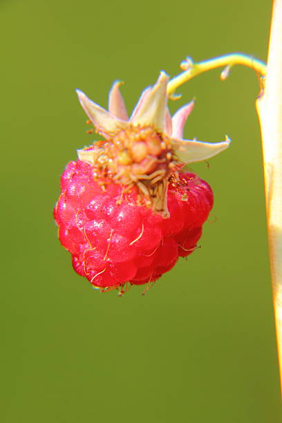 himbeeren.  berry. - berry fruit refreshment rural scene vertical stock-fotos und bilder