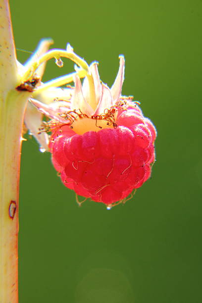 himbeeren.  berry. - berry fruit refreshment rural scene vertical stock-fotos und bilder