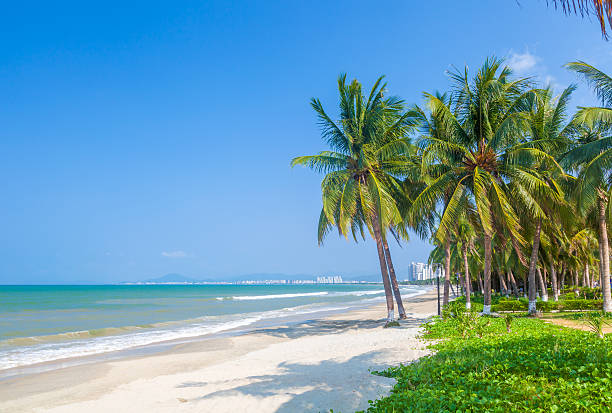 Tropical beach with white sand, palm trees, and the ocean