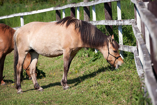 istock Horses in the meadow 456899219