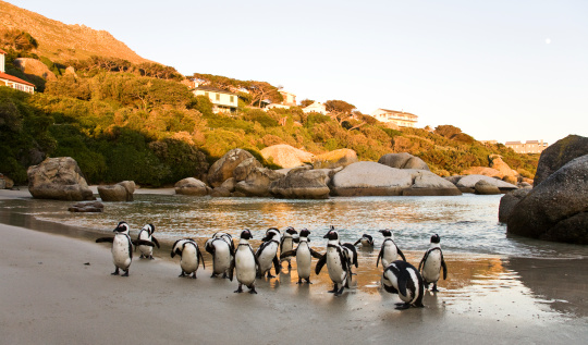 Cape Town - Boulders Beach. African Penguin flock at sunrise. South Africa