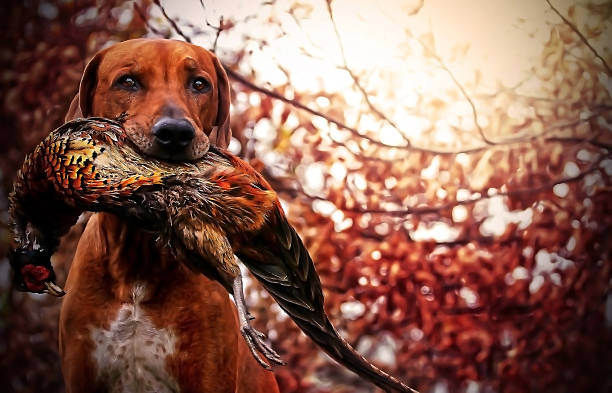 perro faisán de rodesia - pheasant hunting fotos fotografías e imágenes de stock